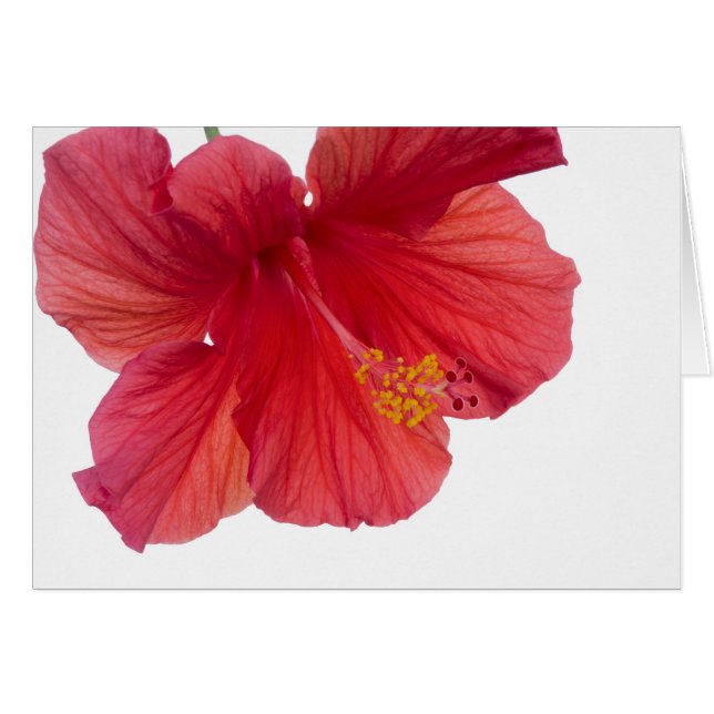 Red Hibiscus (Anverso (Horizontal))