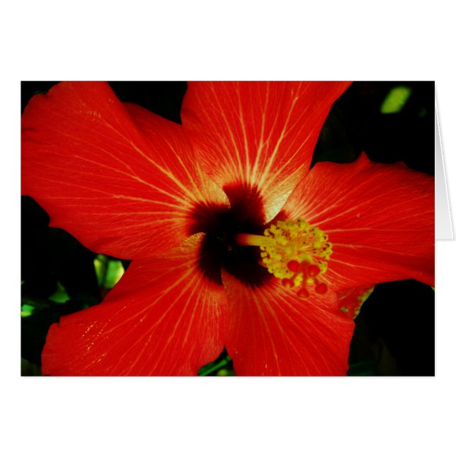 Red Hibiscus (Anverso (Horizontal))