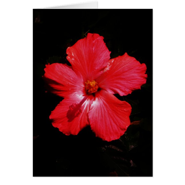 Red Hibiscus (Frente)