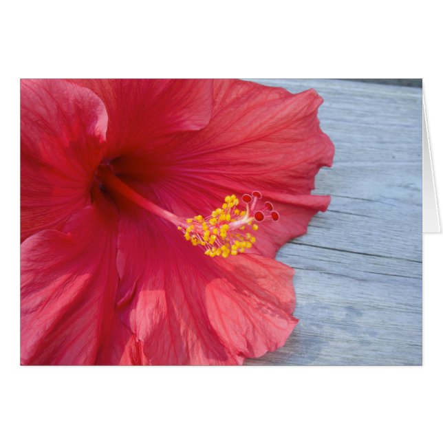 Red Hibiscus Bloom (Anverso (Horizontal))