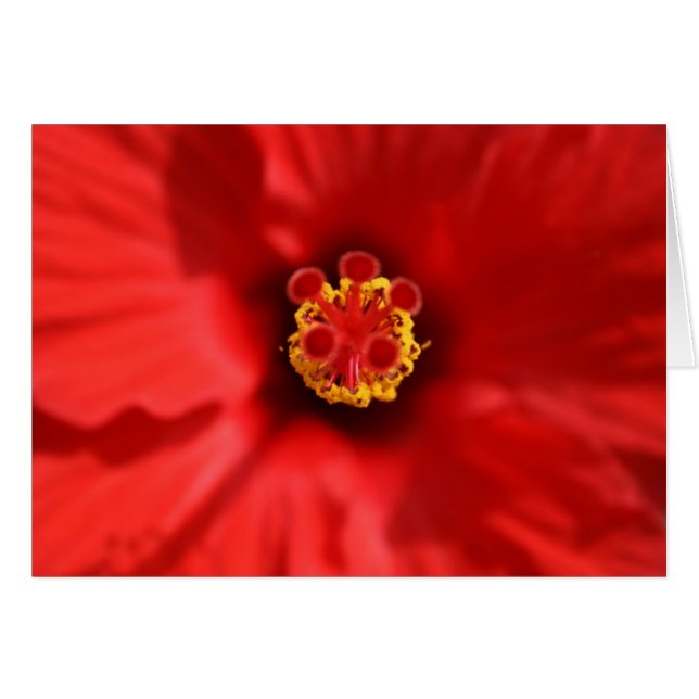 Red Hibiscus Close-up Card (Anverso (Horizontal))