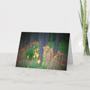 Red Hot Pokers, tarjeta