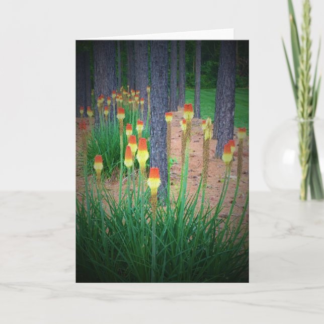 Red Hot Pokers, tarjeta (Anverso)