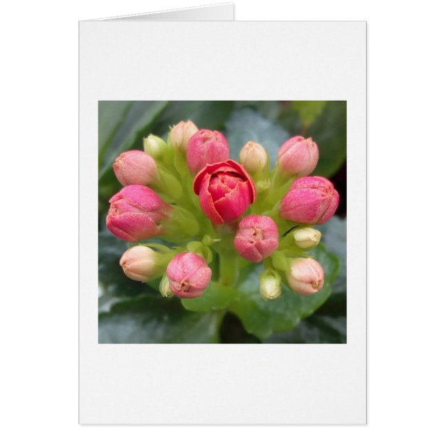 Red Kalanchoe Buds (Frente)