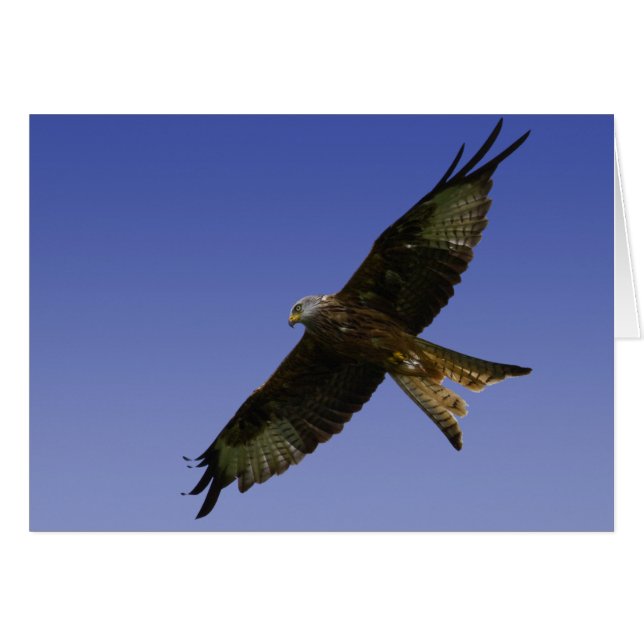 Red Kite 1 (Anverso (Horizontal))