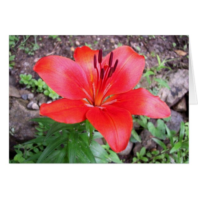 Red Lilie 1 (Anverso (Horizontal))