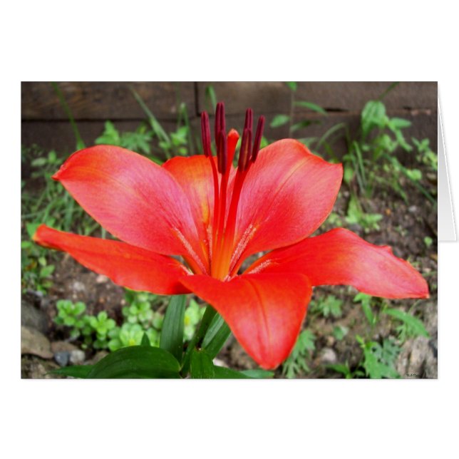 Red Lilie 2 (Anverso (Horizontal))