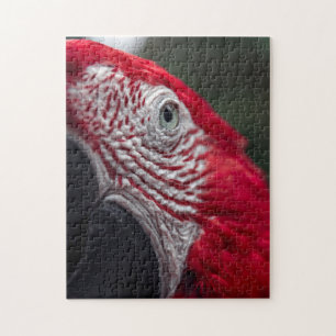 Red Macaw - El rompecabezas fotográfico HD
