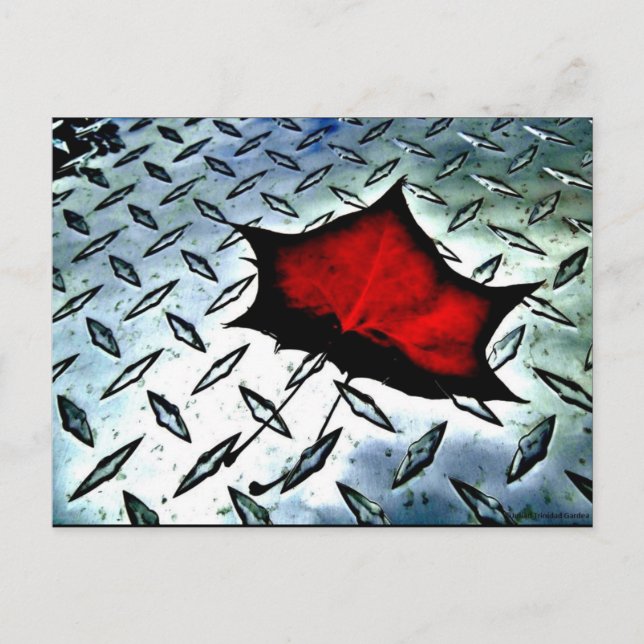 "Red Maple" Tarjeta postal artística de JTG (Anverso)
