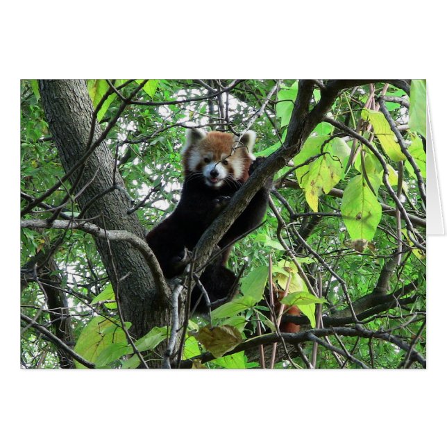 Red Panda (Anverso (Horizontal))