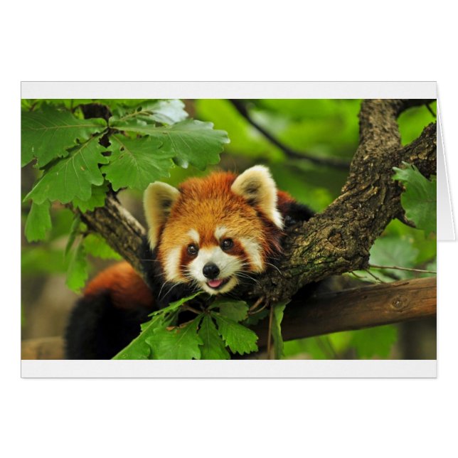Red Panda Cub (Anverso (Horizontal))