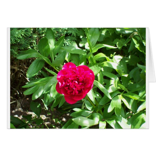 Red Peony (Anverso (Horizontal))