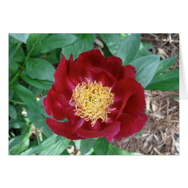 Red Peony (Anverso (Horizontal))