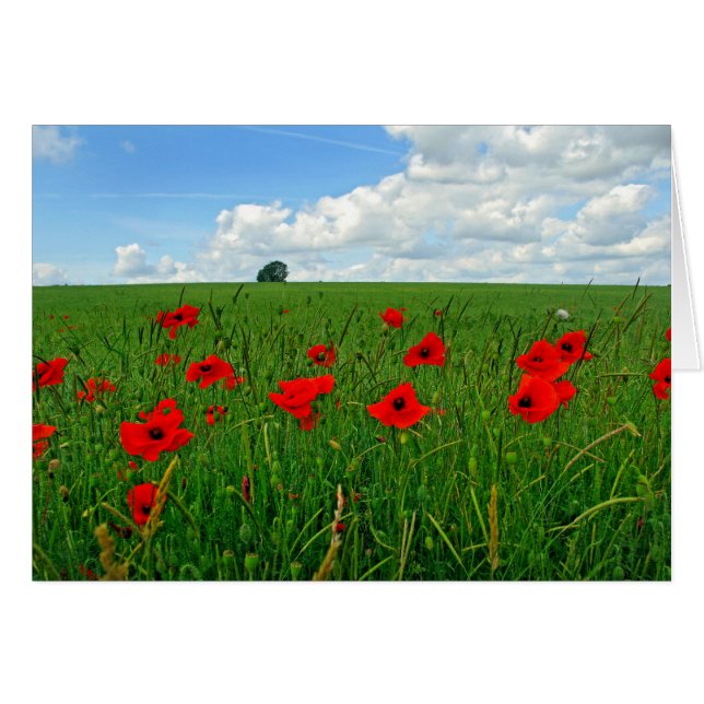 Red Poppies (Anverso (Horizontal))