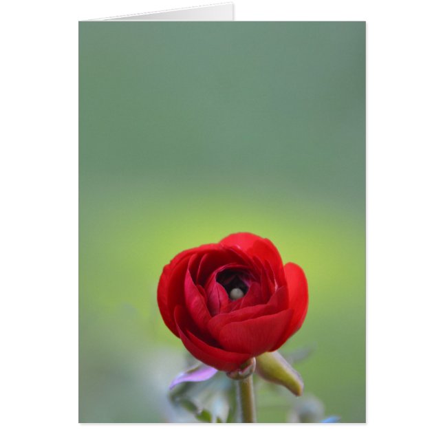 Red Ranunculus Blossom (Frente)