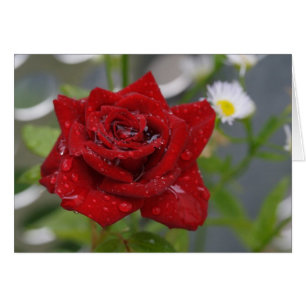 Red Rose Bud