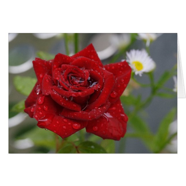 Red Rose Bud (Anverso (Horizontal))