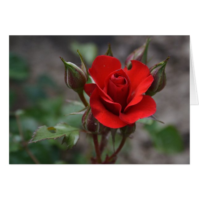 Red Rose Bud (Anverso (Horizontal))