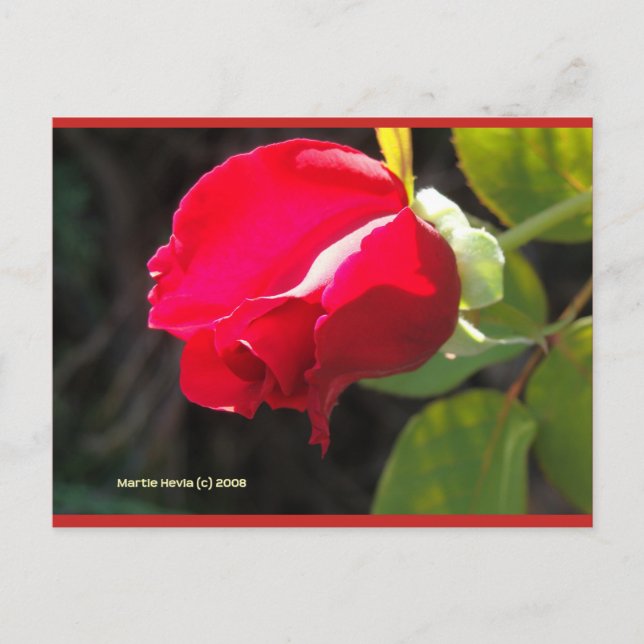 Red Rose Bud | Postal Blue Beach Song™ (Anverso)