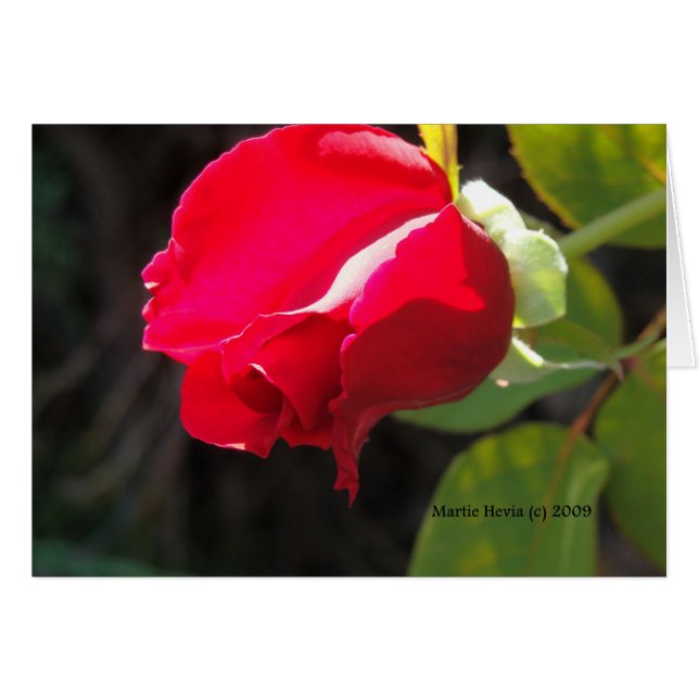 Red Rose - California Gardens Card (Anverso (Horizontal))