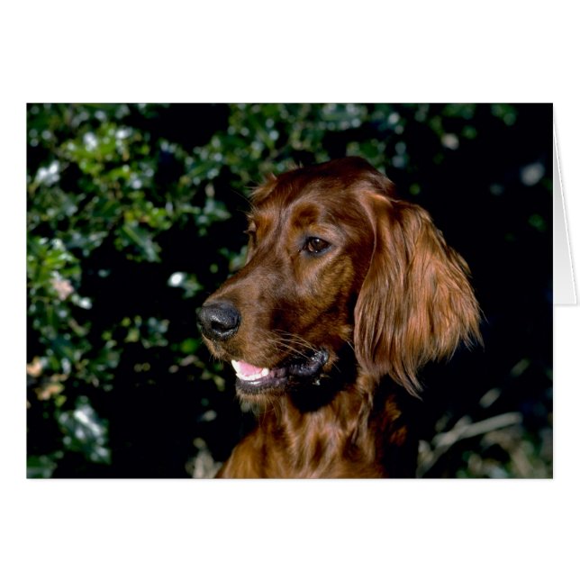 Red Setter (Anverso (Horizontal))