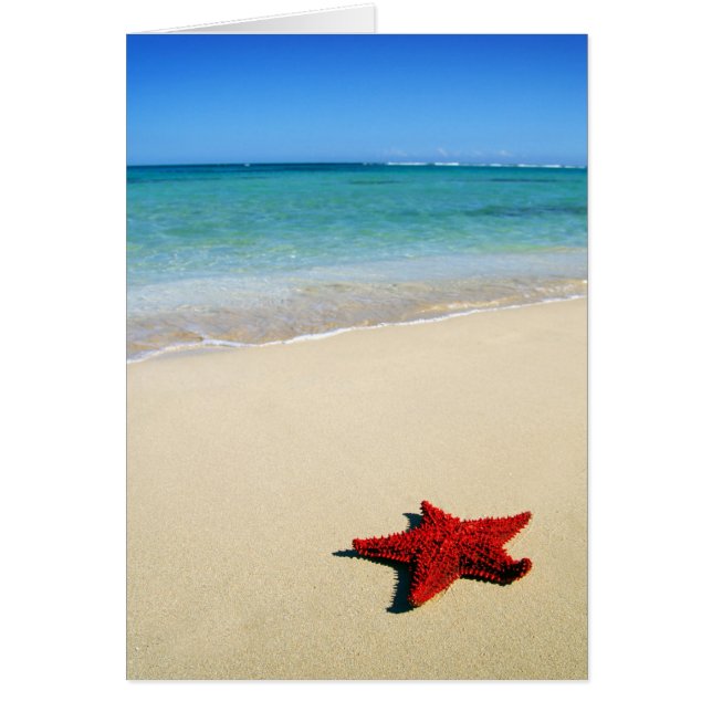 Red Starfish En La Playa De Arena Blanca (Frente)
