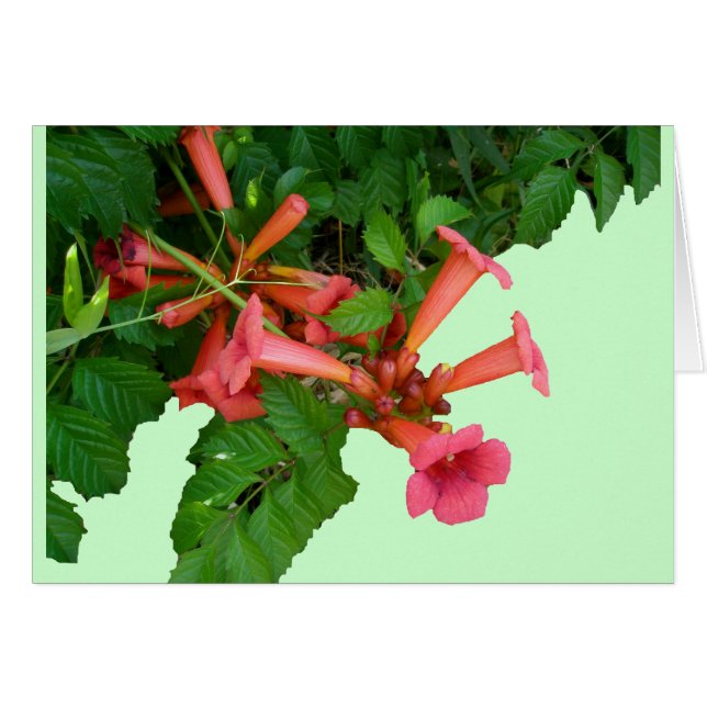 Red Trumpet Vine (Anverso (Horizontal))
