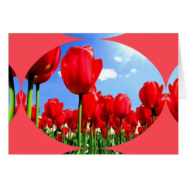 Red Tulip Delight (Anverso (Horizontal))