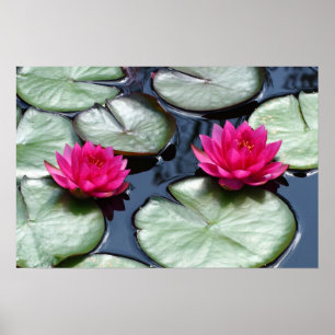 Red Waterlilies - Impresiones de lienzo