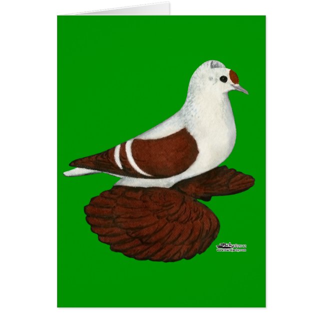 Red Wing Pigeon (Frente)
