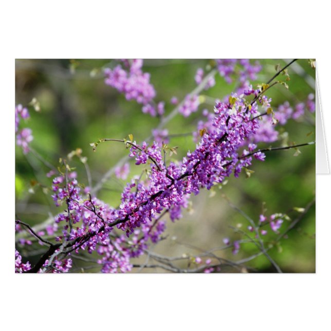 Redbud (Anverso (Horizontal))