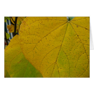 Redbud amarillo deja fotografía de la naturaleza o