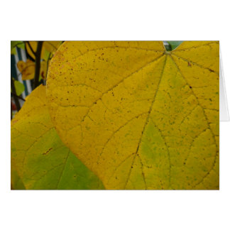 Redbud amarillo deja fotografía de la naturaleza o
