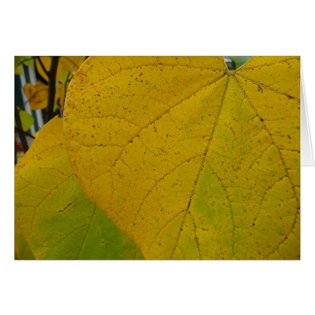 Redbud amarillo deja fotografía de la naturaleza o (Anverso (Horizontal))