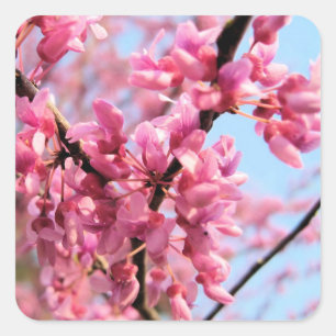 Redbud florece los pegatinas