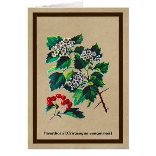 Redhaw Hawthorn En Papel Antiguo