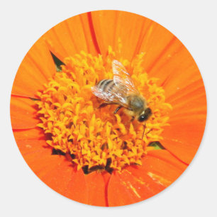 Redonda abeja de miel en pegatina naranja