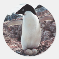 Adelie Penguin Nest Pegatina