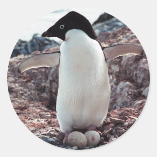 Redonda Adelie Penguin Nest Pegatina