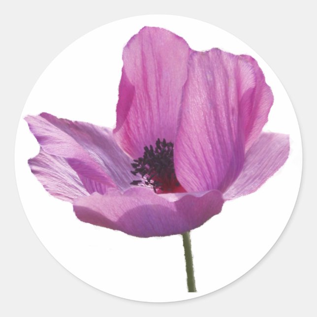 Redonda Anemone Pegatina (Anverso)