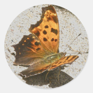 Redonda Angle Wing Comma Butterfly Pegatina