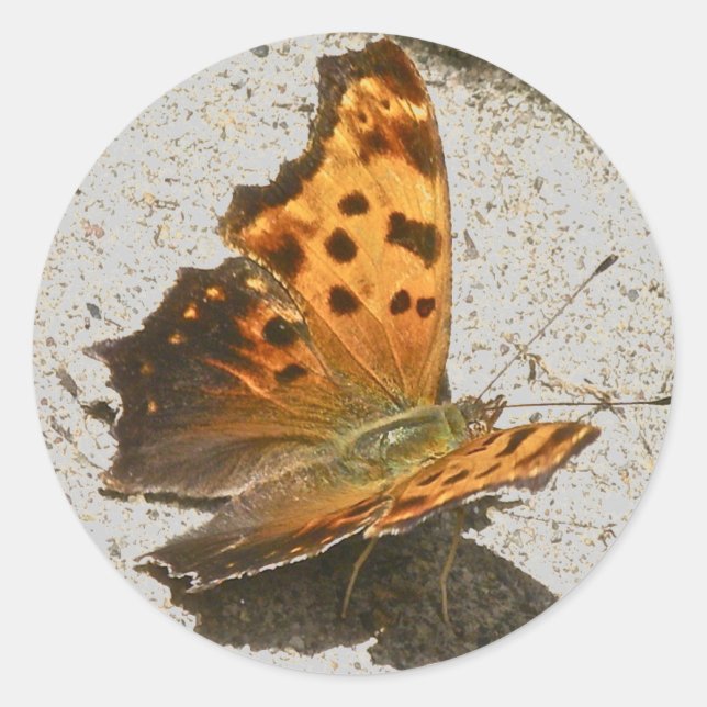 Redonda Angle Wing Comma Butterfly Pegatina (Anverso)