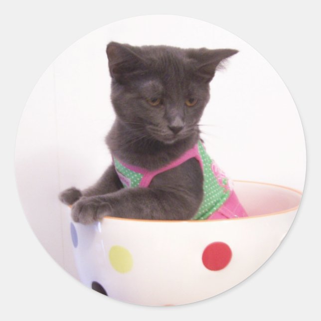 Redonda arys kitten pegatina (Anverso)