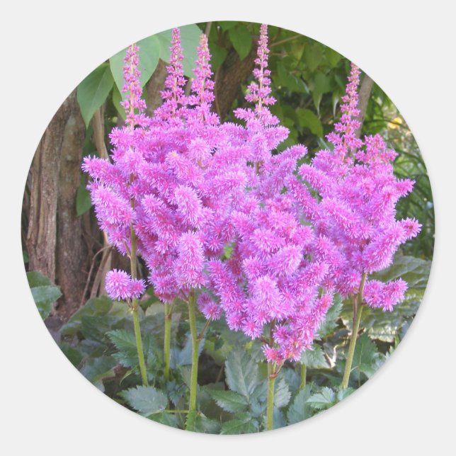 Redonda Astilbe ~ pegatina (Anverso)