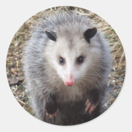 Redonda Awesome Possum Classic Round Pegatina