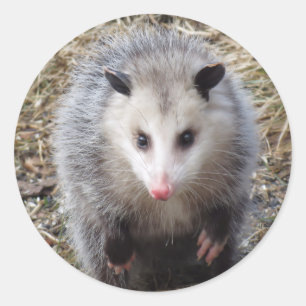 Redonda Awesome Possum Classic Round Pegatina