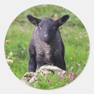 Redonda Baa Baa Black Sheep Pegatina