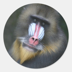 Redonda Baboon Face Pegatina