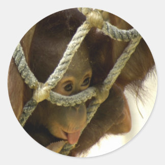 Redonda Baby Orangutan Pegatina