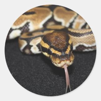 Redonda Ball Python Pegatina